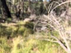 Aristida caput-medusae