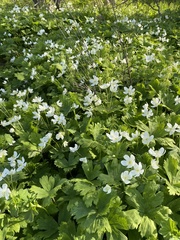 Anemonastrum baicalense
