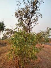 Acacia latescens