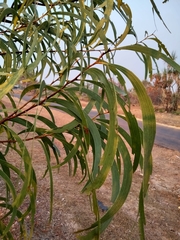 Acacia latescens
