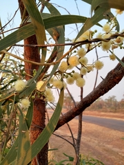 Acacia latescens