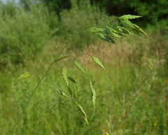 Bromus secalinus