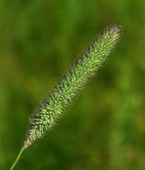 Phleum bertolonii