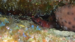 Lepadogaster candolii