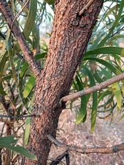 Acacia latescens