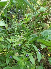 Scutellaria galericulata