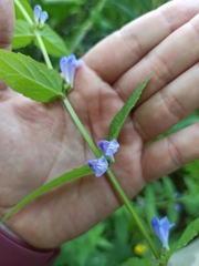 Scutellaria galericulata