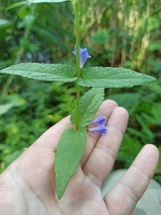 Scutellaria galericulata