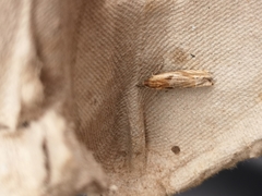 Eucosma cana