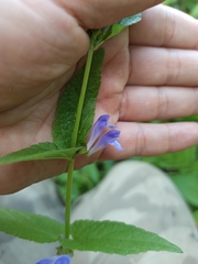Scutellaria galericulata