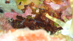 Eualus occultus