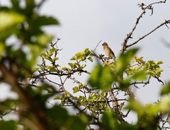Carpodacus erythrinus grebnitskii