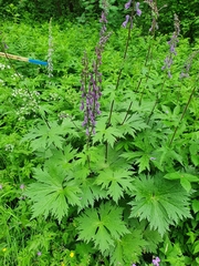 Aconitum septentrionale