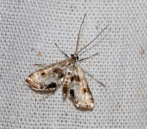 Cataclysta lemnata
