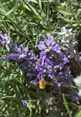 Bombyliidae