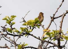 Carpodacus erythrinus grebnitskii