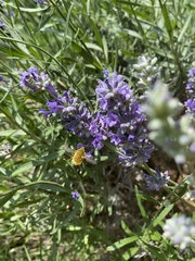 Bombyliidae