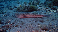 Uranoscopus scaber