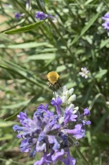 Bombyliidae