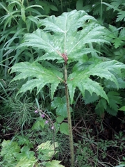 Heracleum persicum