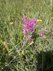 Astragalus varius