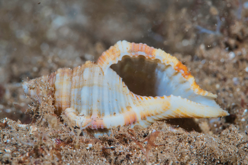 Monoplex pilearis observed 2021-06-20