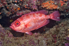 Heteropriacanthus carolinus