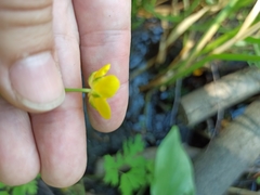 Ranunculus repens