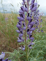 Lupinus plattensis