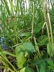 Comarum palustre
