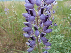 Lupinus plattensis
