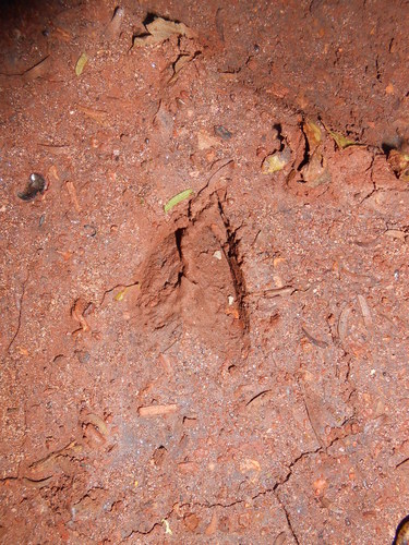 Mazama nanus