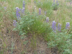 Lupinus plattensis