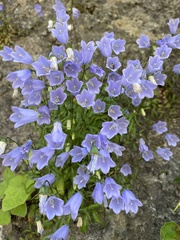 Campanula cochleariifolia
