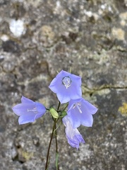 Campanula cochleariifolia