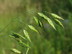 Bromus secalinus