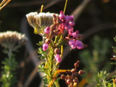Erica obliqua
