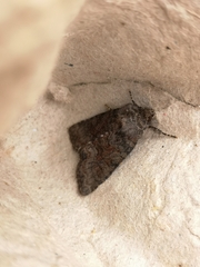 Oligia strigilis