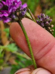 Cullen microcephalum