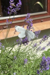 Pieris rapae