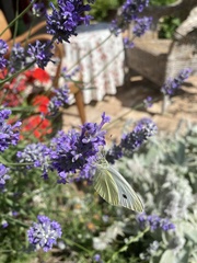 Pieris rapae