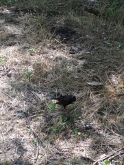 Sturnus vulgaris