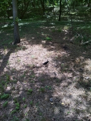 Sturnus vulgaris