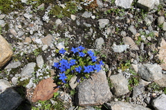 Gentiana bavarica subacaulis