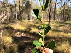 Dodonaea triangularis