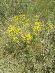 Euphorbia seguieriana