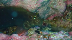 Ophioblennius atlanticus