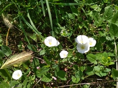 Convolvulus arvensis