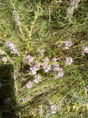 Thymus dimorphus