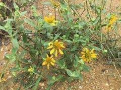 Tetragonotheca texana